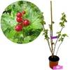 Ribes Glandulosum, jagoda ozdobna, wysokość 40 cm, doniczka Podgląd zdjęcia produktu 1