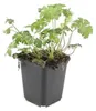 Rośliny okrywowe – Geranium sanguineum 'Album' – doniczka 9 Podgląd zdjęcia produktu 5
