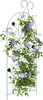 A climbing plant with purple flowers on a dark green trellis. Anteprima dell’immagine prodotto