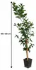 Tarocco Meli, arancia rossa, altezza 100–120 cm – Albero di Anteprima dell’immagine prodotto 5
