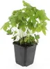 Couvre-sol - Geranium nodosum - Pot de 9cm - Set de 20 Voir les images du produit 5