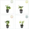 Plants by Frank | 24 Ysander Pflanzen | Pachysandra Produktbild-Vorschau 6