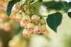 Glockenstrauch (Enkianthus campanulatus), wysokość 60-80 Podgląd zdjęcia produktu 10