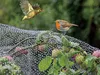 Two birds are shown near a fruit tree covered with netting and water droplets. Produktbild-Vorschau