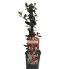 A potted plant with red and orange flowers and green leaves, with a label around the pot. Anteprima dell’immagine prodotto