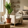 Green boutiQ - Kamerplant - Yucca (Palmlelie) - Yucca Voir les images du produit 2