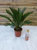 [Palmenlager] - Cycas revoluta 60 cm - Sagopalme - Palmfarn Produktbild-Vorschau 4