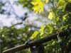 Spraying a plant with a spray nozzle. Podgląd zdjęcia produktu