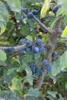 Prunus spinosa, Schlehdorn, 60–100 cm, dornig, heimisch Produktbild-Vorschau 6