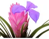 Tillandsia "Cyanea" - pianta aerea in fiore - vaso da 7 cm Anteprima dell’immagine prodotto 2