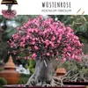 Semi di bonsai straordinari con un alto tasso di Anteprima dell’immagine prodotto 5