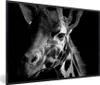 MuchoWow® Gerahmtes Poster Giraffe auf schwarzem Produktbild-Vorschau 1