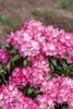 Rhododendron yakushimanum 'Fantastica', rosa-rot, 40–50 cm Produktbild-Vorschau 11