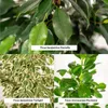 Ficus Benjamina Danielle - Ø21cm - ↕95cm + Ficus Benjamina Produktbild-Vorschau 3