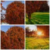 Bild auf Leinwand - Leinwandbild - Baum Park Frühling Herz Produktbild-Vorschau 8