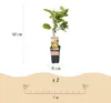 Żółte Kiwi - Actinidia deliciosa Golden Kiwi - Żółty owoc | Podgląd zdjęcia produktu 3