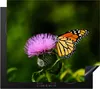 KitchenYeah© Herdabdeckplatte Blumen - Schmetterling - Produktbild-Vorschau 1