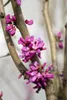 Cercis chinensis 'Avondale', Judasbaum, purpurrosa, 40–60 Produktbild-Vorschau 3