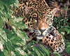 Zuty - Malen nach Zahlen - GEPARD, 40x50 cm, mit Keilrahmen Produktbild-Vorschau 1