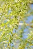 Salix alba 'Tristis', Trauerweide, gelbgrün, 100–150 cm Produktbild-Vorschau 6