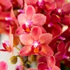 Kolibri Orchids | rote  Schmetterlings-Orchidee - Kongo - Produktbild-Vorschau 6
