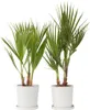 Waszyngtonia palma meksykańska - 2 szt - Washingtonia - Podgląd zdjęcia produktu 7