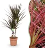 Dracaena Magenta Drachenblutbaum 17cm 70-80cm pflegeleicht Produktbild-Vorschau 2