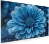 Küchenrückwand Spritzschutz Glas mit Motiv Blaue Blume 40 x Produktbild-Vorschau 1