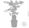 Bloomique - Acer Palmatum Atropurpureum - Klon palmowy - Podgląd zdjęcia produktu 4