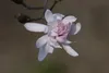 Magnolia stellata 'Rosea', Sternmagnolie, rosa Blüten, Produktbild-Vorschau 4