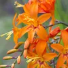 6 x Montbretie  - Crocosmia 'Emily Mckenzie'  | Topf 9cm x Produktbild-Vorschau 1