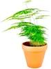 Gardners Asparagus plumosus, priemer 12 cm Náhľad obrázku produktu 1