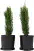 Cyprès de Provence - Set de 2 - Cupressus 'Totem' - Voir les images du produit 5