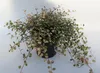 Mühlenbeckia 'Pink Camouflage' - Mühlenbeckie compelxa Produktbild-Vorschau 2