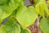 Cercis chinensis 'Avondale', Judasbaum, purpurrosa, 40–60 Produktbild-Vorschau 9