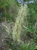 Sansevieria (Dracaena hyacinthoides)  - 5 plants Voir les images du produit 3