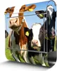A mailbox with a design featuring cows, set against a grassy field and blue sky. Podgląd zdjęcia produktu