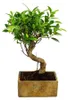 Bonsai fürs Zimmer - in moderner Trendkeramik - Produktbild-Vorschau 3