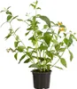 Dehner Gelber Sommerflieder, Rarität, winterhart ca. 30-40 Produktbild-Vorschau 2