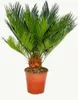 Cycas revoluta - japonska paproc palmowa z cebulka - Podgląd zdjęcia produktu 2