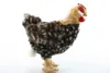 Pollo di peluche con uovo 35 cm Anteprima dell’immagine prodotto 2