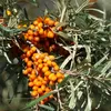 Sanddorn  Samen - Hippophae rhamnoides - Sanddornsamen - Produktbild-Vorschau 7