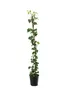 10x Edera Hibernica 100-140 cm - Piante rampicanti Anteprima dell’immagine prodotto 4