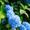 Hortensie - 3 Stk - Hydrangea macrophylla 'Early Blue' - Produktbild-Vorschau 3