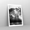 Poster - Poster ohne Rahmen - Wald Kiefer Sonne - 50x70 cm Produktbild-Vorschau 7