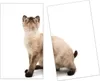 Spritzschutz Herdabdeckplatte Schneidebrett aus Glas Katze Produktbild-Vorschau 1