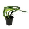 Philodendron "Dragon Tail" - Rhaphidophora decursiva - Voir les images du produit 2