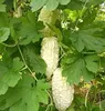 Čínsky horký melón biele perlové semená pre domácu záhradu Náhľad obrázku produktu 3