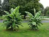 Two young banana plants are shown growing in a grassy yard with trees in the background. Náhled obrázku produktu