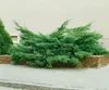Juniperus pfitzeriana 'Mint Julep', Wacholder, grün, 15–20 Produktbild-Vorschau 6